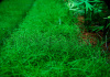 Элеохарис парвула (Eleocharis parvula)
