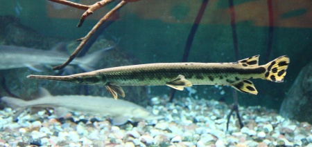 Щука Длинорылый Панцирник  (Lepisosteus osseus) 8-11 см