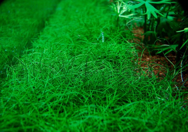 Элеохарис парвула (Eleocharis parvula)