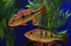 ЦИХЛА ОЦЕЛЛЯРИС (Cichla ocellaris) 4-4,5 см
