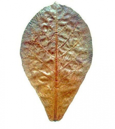 Dennerle nano cattapa leaves Листик индийского миндаля, мини 1 шт. На 10л
