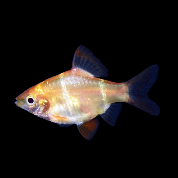 Барбус Гонконг  (Barbus tetrazona) 5 см.