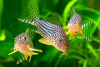 Коридорас Штерба (Corydoras sterbai) сом 2,5-3 см 