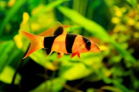 Боция-клоун (Botia macracanthus) 5 см