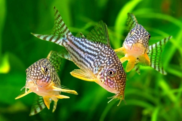 Коридорас Штерба (Corydoras sterbai) сом 2,5-3 см 