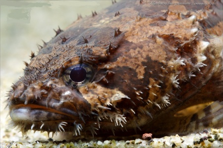 Рыба-жаба (Batrachomoeus trispinosus)