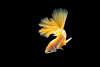 Петушок Халф Мун золотой самец( Betta male Halfmoon gold)