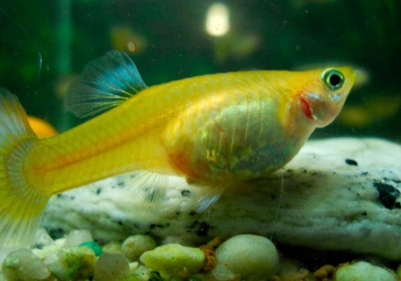 Гуппи желтый (Guppy Yellow)