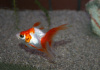 Риукин красно-белый с широким хвостом (Goldfish Ryukin red & white broad tail)