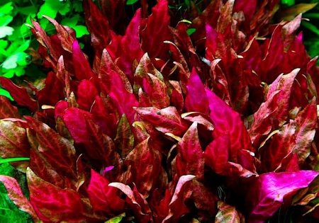 Альтернантера Рейнека Розанервиг (Alternanthera reineckii Rosanervig)