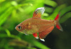 Тетра Орнатус белоплавничный (Hyphessobrycon-bentosi) 2 см