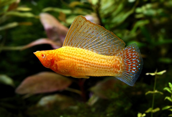 Моллинезия оранжевая парусный (Poecilia velifera orange Molly sailfin)