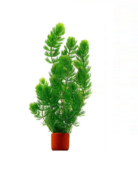 Роголистник (Ceratophyllum)