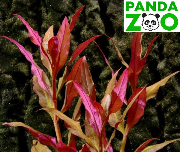 Alternanthera reineckii cardinalis- Альтернантера кардиналис L016