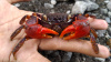 Краб Красный Паук (Neosarmatium smithi Red Spider Crab)