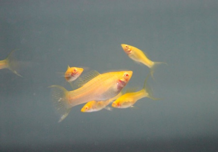 Моллинезия оранжевая альбино парусный (Poecilia velifera Gold Molly sailfin)