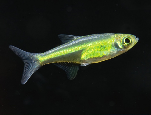 Микрорасбора Кубота (Microdevario kubotai) 1,1-1,2 м