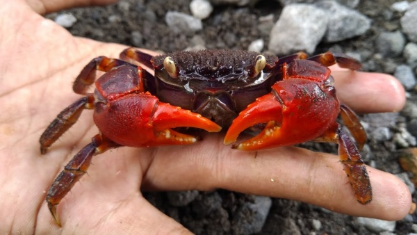Краб Красный Паук (Neosarmatium smithi Red Spider Crab)
