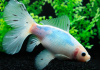 Золотая рыбка Шубункин бристольский белый (Goldfish Bristol Shubunkin white)