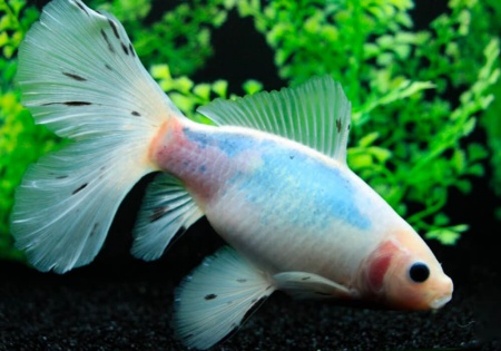 Золотая рыбка Шубункин бристольский белый (Goldfish Bristol Shubunkin white)