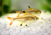 Пристелла прозрачная Тетра (Pristella Maxillaris) 2 см