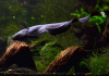 Аптеронотус Нож черный (Apteronotus albifrons)