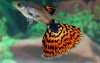 Гуппи Гвоздика (Poecilia Reticulata)