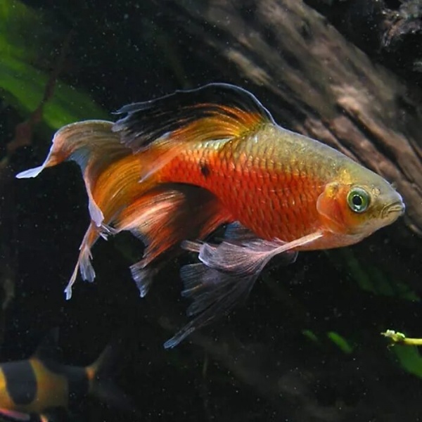 Барбус огненный вуалевый (Barbus conchonius) 5-6см
