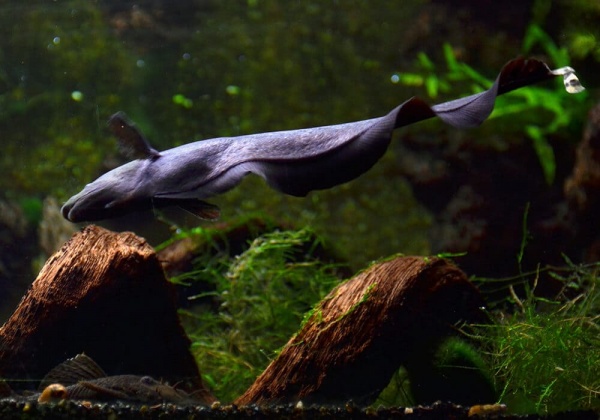 Аптеронотус Нож черный (Apteronotus albifrons)