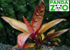 Alternanthera lilacina- Альтернантера лилацина L018
