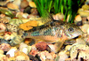 Коридорас крапчатый сом (Corydoras paleatus)