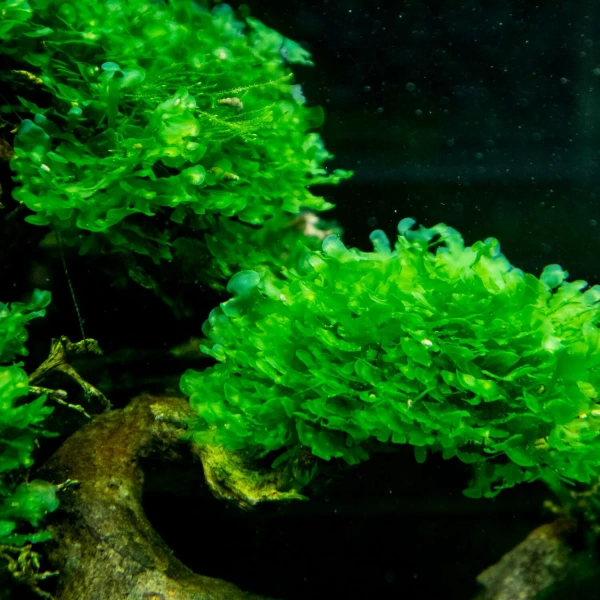 Мох  Ломариопсис линеата (Lomariopsis lineata)