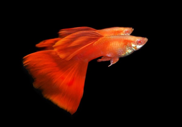 Гуппи полностью красный альбинос (Guppy Full Red albino)