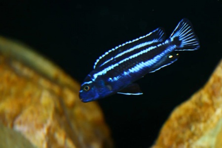 Цихлида Меланохромис Майнгано (Pseudotropheus cyaneorhabdos)