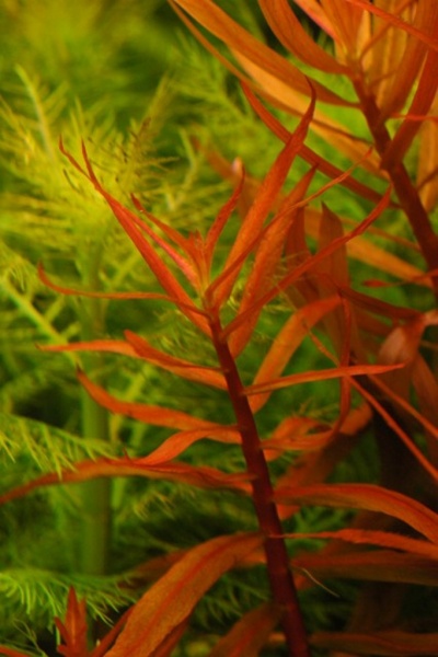Аммания Изящная Грацилис (Ammania gracilis)
