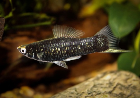 Меченосец Геллера черный (Xiphophorus helleri Black)