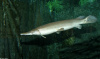 Щука Тупорылый Панцирник  (Lepisosteus platostomus) 9-11 см