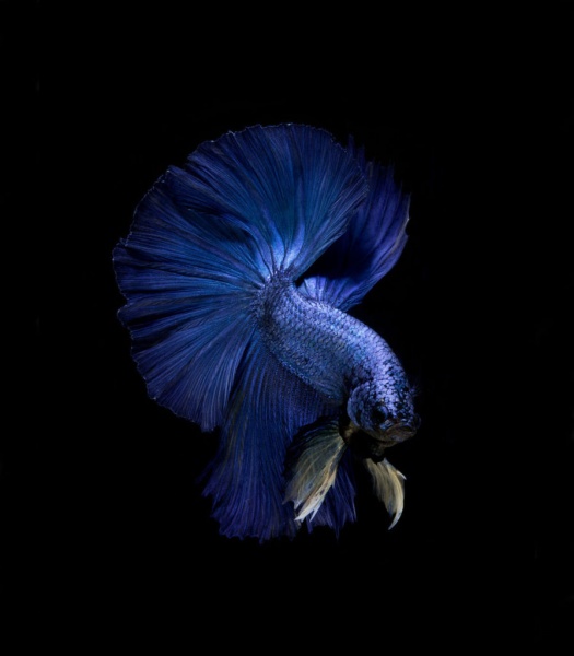 Петушок Халф Мун синий сапфир самец (Betta male Halfmoon blue)