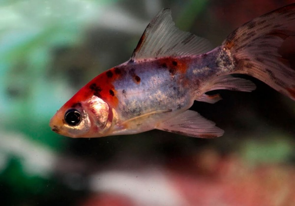 Золотая рыбка Шубункин ситцевый( Goldfish Shubunkin calico)