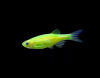 Данио рерио Глофиш салатовый (Danio rerio glofish)