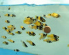 Пецилия пчелка (Xiphophorus maculatus Bumble bee Platy)