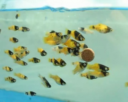 Пецилия пчелка (Xiphophorus maculatus Bumble bee Platy)