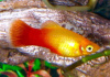 Пецилия солнечная закат (Xiphophorus maculatus sunset Platy) сансэт