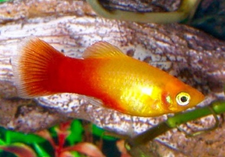 Пецилия солнечная закат (Xiphophorus maculatus sunset Platy) сансэт