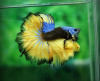 Петушок Халф Мун горчичный газ самец (Betta splendens Halfmoon Mustard Gas)