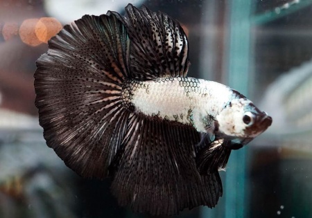 Петушок Халф Мун черный  дым самец (Betta-splendens-Halfmoon-Black)