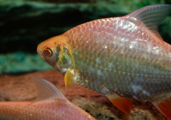 Барбус лещевидный золотой  (Barbus schwanefeldi albino) 2,5-3 см