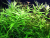 Гетерантера остролистная (Heteranthera zosterifolia)