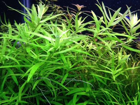 Гетерантера остролистная (Heteranthera zosterifolia)
