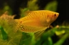 Гурами золотой (Trichogaster trichopterus) 6-7 см
